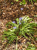 Hyacinthoides non-scripta (fam. Asparagacees) (1) (Photo F. Mrugala)